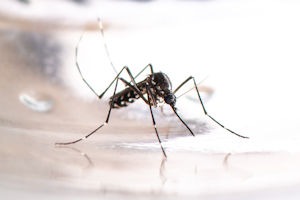 asian-tiger-mosquito-aedes-albopictus-dengue
